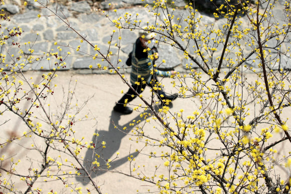 전국 대부분 지역의 낮 기온이 15도 이상으로 오르며 포근한 봄 날씨를 보인 10일 오후 한 시민이 서울 청계천을 산책하고 있다. 2021.3.10  연합뉴스