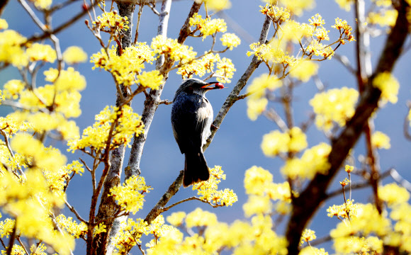 봄의 전령사인 노란 산수유가 절정인 지난 10일 경남 의령군 화정면 석천마을에 활짝 핀 산수유꽃 사이로 직박구리 한 마리가 살포시 날아와 긴 겨울을 이겨 낸 빨간 열매를 따 먹고 있다. 2021.3.11  의령군 제공