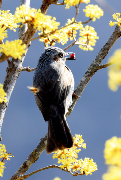봄의 전령사인 노란 산수유가 절정인 지난 10일 경남 의령군 화정면 석천마을에 활짝 핀 산수유꽃 사이로 직박구리 한 마리가 살포시 날아와 긴 겨울을 이겨 낸 빨간 열매를 따 먹고 있다. 2021.3.11  의령군 제공