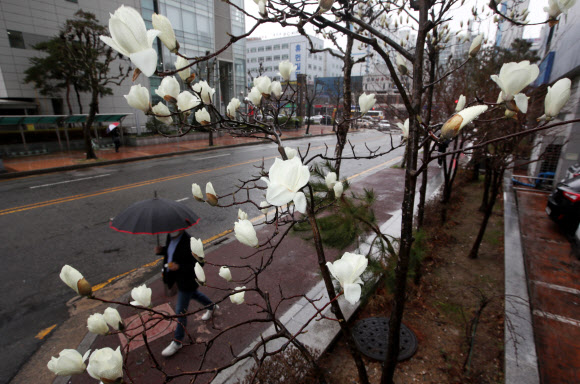 봄비 내리는 12일 오전 광주 서구 치평동의 거리에서 새하얀 목련이 피어나고 있다. 2021.3.12  연합뉴스