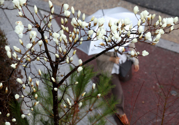 봄비 내리는 12일 오전 광주 서구 치평동의 거리에서 개화한 목련 주위로 우산 쓴 시민이 지나고 있다. 2021.3.12  연합뉴스