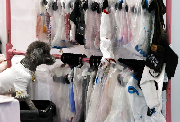 12일 강남구 SETEC에서 열린 케이펫페어(대한민국 반려동물산업 박람회)를 찾은 반려견이 강아지 옷을 구경하고 있다. 2021.3.12  연합뉴스