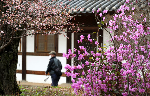 12일 오후 광주 서구 무각사에 진달래와 매화가 피어있다. 2021.3.12  연합뉴스
