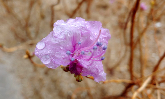 12일 강원 강릉 시내에서 진달래꽃이 봄비를 맞고 있다. 2021.3.12  연합뉴스