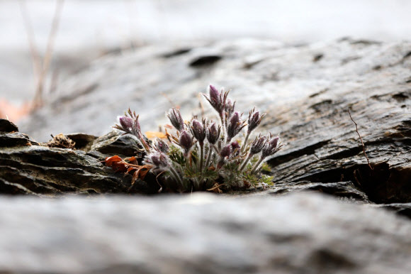 동강할미꽃 개화