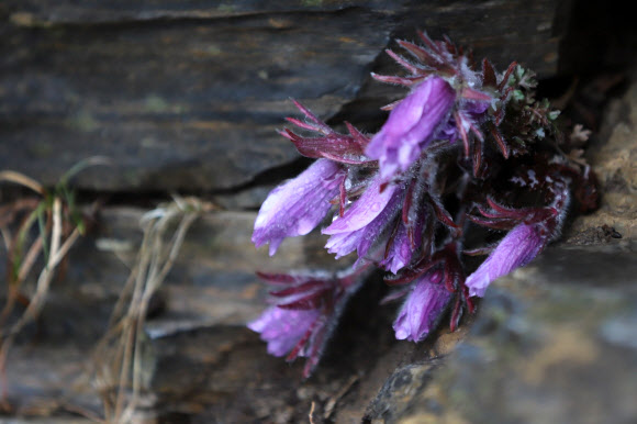동강할미꽃 개화