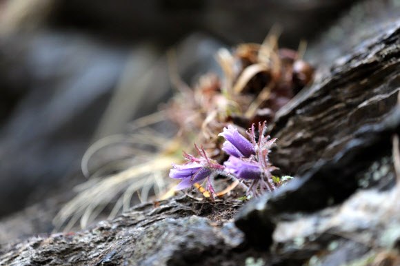 동강할미꽃 개화