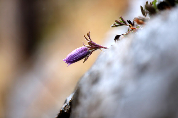 동강할미꽃 개화