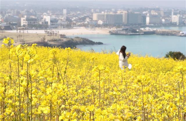 봄날씨에 활짝 피어난 제주 유채꽃