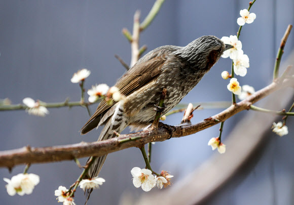 매화와 사랑에 빠진 직박구리