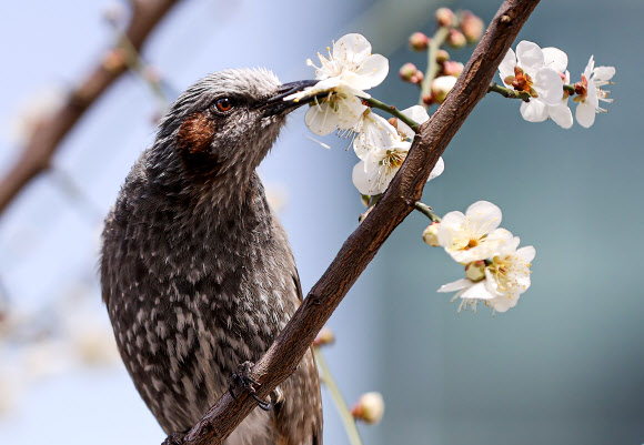 직박구리의 매화 놀이