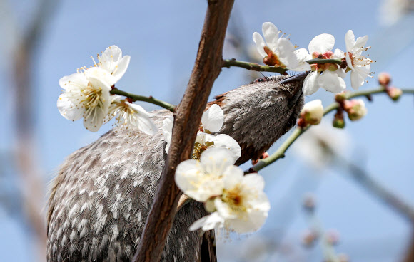 매화와 사랑에 빠진 직박구리