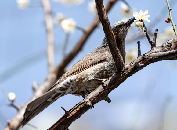직박구리의 매화 놀이