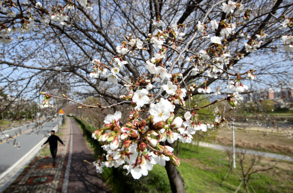 ‘벚꽃이 폈어요’