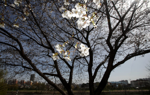 꽃망울 연 벚나무