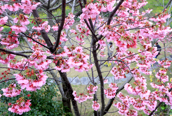 ‘봄이 왔네, 봄이 와’