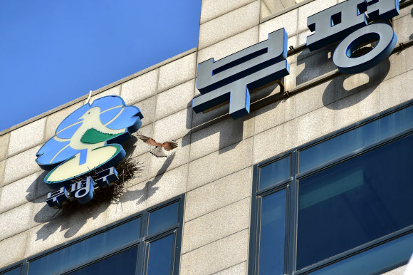 인천 부평구청 청사 간판에 천연기념물 황조롱이 둥지 틀어