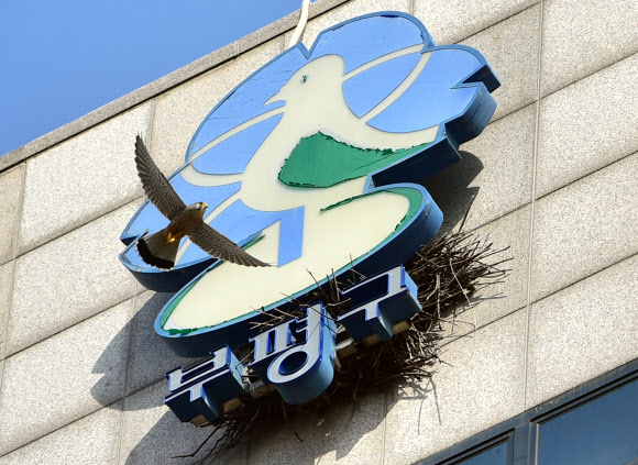 인천 부평구청 청사 간판에 천연기념물 황조롱이 둥지 틀어