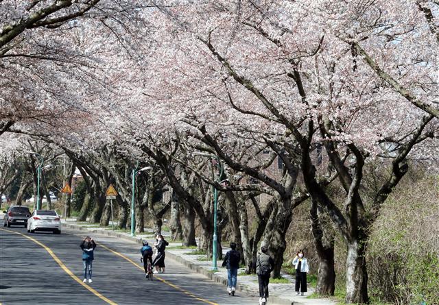 ‘제주 벚꽃 즐겨요’