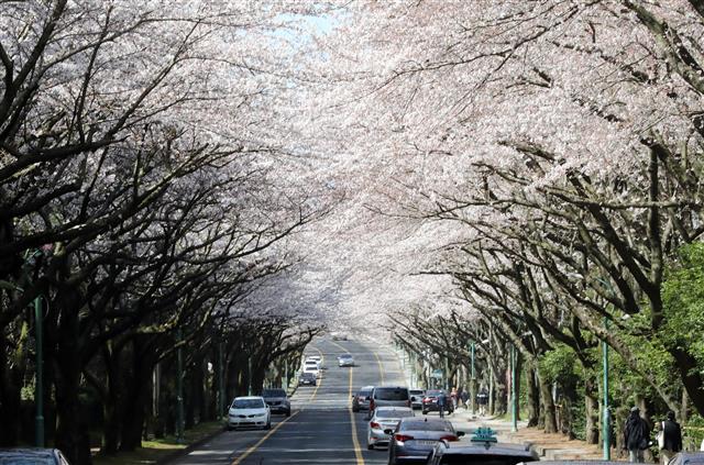 제주 벚꽃 터널