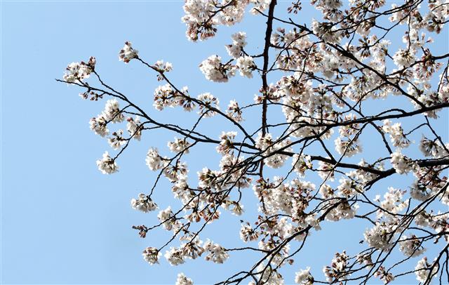 벚꽃 공식 개화한 제주