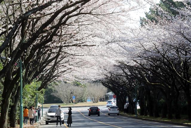 작년보다 일주일 빨리 핀 제주벚꽃