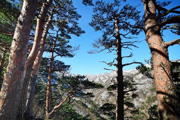 ‘베틀바위 산성길’ 곳곳에서 힘차게 둥치를 뻗고 있는 금강소나무.