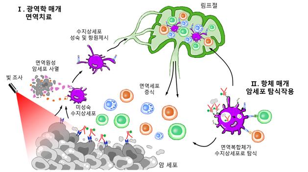 항체-광응답제 접합체를 이용한 암 표적 치료 전략