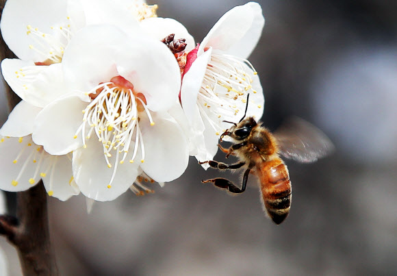 따뜻한 봄 날씨에 바빠진 꿀벌