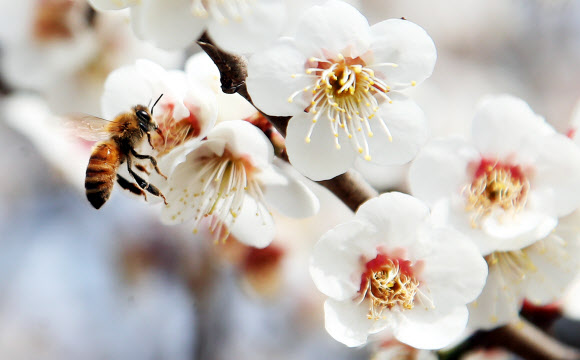 따뜻한 봄 날씨에 바빠진 꿀벌