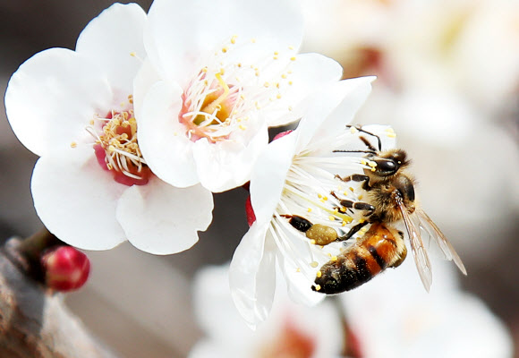 꿀벌 유혹하는 매화