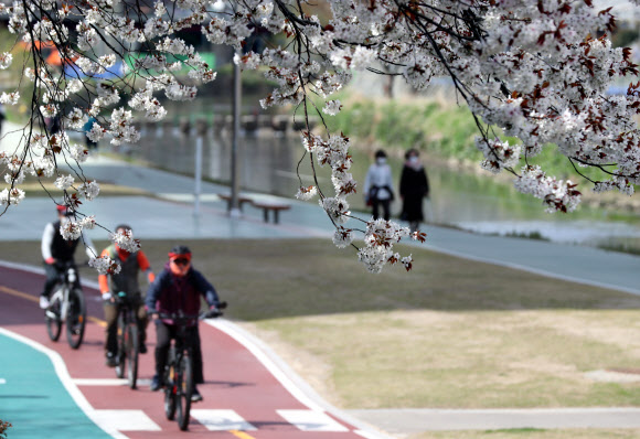 봄소식 전하는 벚꽃