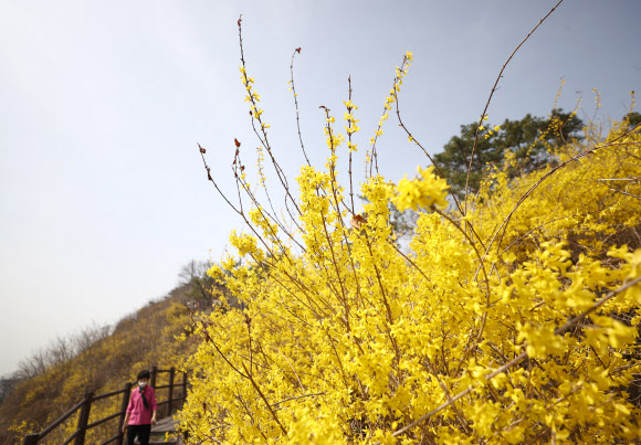 노랗게 핀 개나리