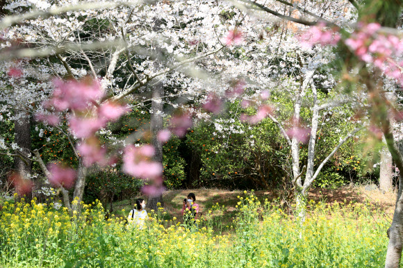 제주 봄꽃의 향연