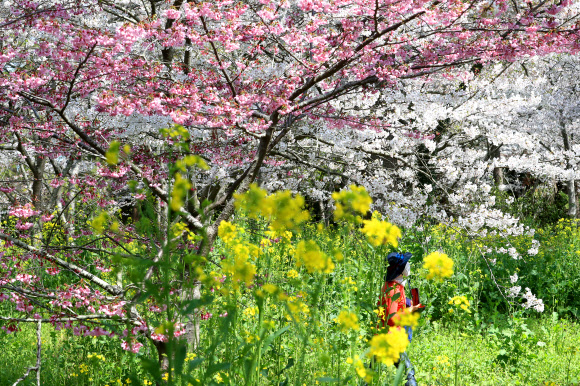 제주 봄꽃의 향연