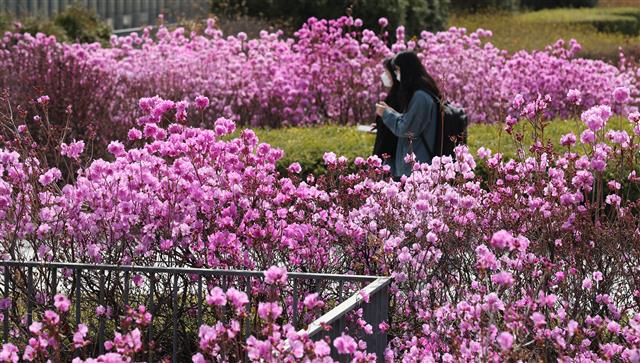 진달래꽃 만개