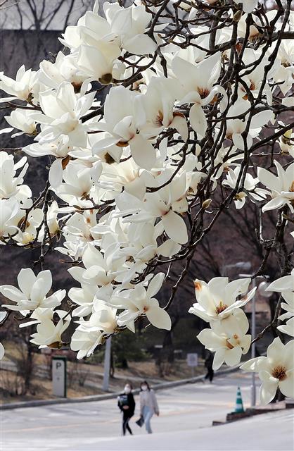 교정에 핀 목련