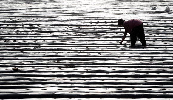 본격적인 영농철이 시작된 23일 오전 강원 춘천시 서면 신매리에서 한 농민이 봄 감자를 심고 있다. 2021.3.23  연합뉴스