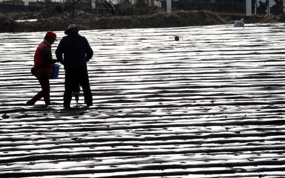 본격적인 영농철이 시작된 23일 오전 강원 춘천시 서면 신매리에서 농민들이 봄 감자를 심고 있다. 2021.3.23  연합뉴스