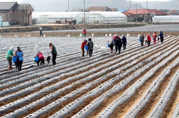 본격적인 영농철이 시작된 23일 오전 강원 춘천시 서면 신매리에서 농민들이 봄 감자를 심고 있다. 2021.3.23  연합뉴스