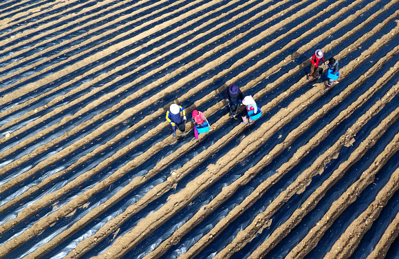 본격적인 영농철이 시작된 23일 오전 강원 춘천시 서면 신매리에서 농민들이 봄 감자를 심고 있다. 2021.3.23  연합뉴스