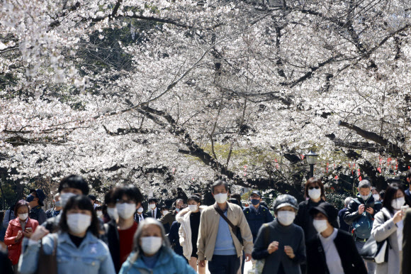 23일(현지시간) 일본 도쿄에서 마스크를 쓴 시민들이 벚꽃놀이를 즐기고 있다. AP 연합뉴스