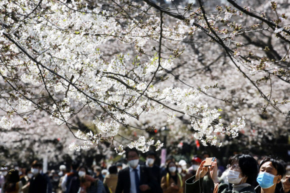 23일(현지시간) 일본 도쿄에서 마스크를 쓴 시민들이 벚꽃놀이를 즐기고 있다. AP 연합뉴스