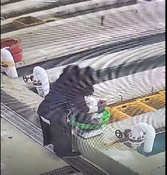 저울에 벽돌 넣고 민어 무게 부풀려