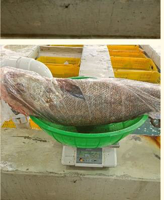 저울에 벽돌…민어 무게 부풀린 ‘저울치기’ 적발