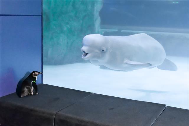 24일 서울 송파구 롯데월드 아쿠아리움에서 펭귄이 사회화 훈련 중 생애 처음으로 바다친구들을 만나고 있다.  남아메리카 대륙에 서식하는 훔볼트 펭귄과 북반구에 서식하는 벨루가, 동남아시아에 서식하는 작은발톱수달 등은 야생에서는 절대 만날 수 없는 상황이다. 하지만 롯데월드 아쿠아리움이 봄을 맞아 아기 펭귄들을 위해 특별한 만남을 주선했다. 2021.3.24 롯데월드 아쿠아리움 제공