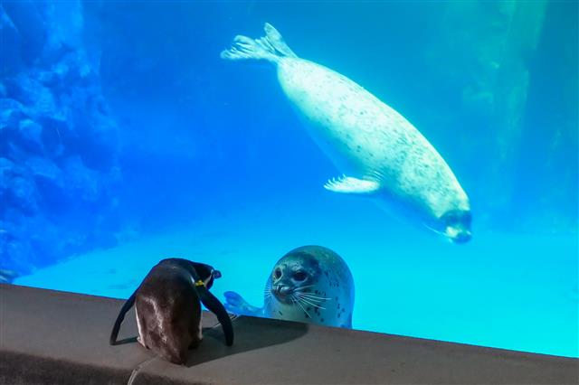 24일 서울 송파구 롯데월드 아쿠아리움에서 펭귄이 사회화 훈련 중 생애 처음으로 바다친구들을 만나고 있다.  남아메리카 대륙에 서식하는 훔볼트 펭귄과 북반구에 서식하는 벨루가, 동남아시아에 서식하는 작은발톱수달 등은 야생에서는 절대 만날 수 없는 상황이다. 하지만 롯데월드 아쿠아리움이 봄을 맞아 아기 펭귄들을 위해 특별한 만남을 주선했다.  2021.3.24 롯데월드 아쿠아리움 제공