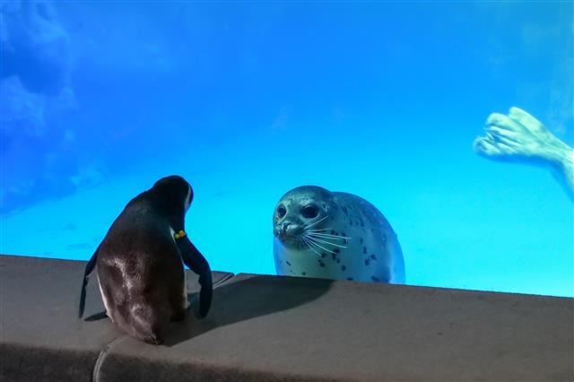 24일 서울 송파구 롯데월드 아쿠아리움에서 펭귄이 사회화 훈련 중 생애 처음으로 바다친구들을 만나고 있다.  남아메리카 대륙에 서식하는 훔볼트 펭귄과 북반구에 서식하는 벨루가, 동남아시아에 서식하는 작은발톱수달 등은 야생에서는 절대 만날 수 없는 상황이다. 하지만 롯데월드 아쿠아리움이 봄을 맞아 아기 펭귄들을 위해 특별한 만남을 주선했다. 2021.3.24 롯데월드 아쿠아리움 제공