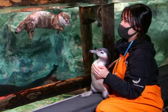 롯데월드 아쿠아리움은 사회화 훈련 중인 훔볼트 펭귄들이 아쿠아리움 내 동물들을 만나는 모습을 24일 공개했다. 사진은 훔볼트 펭귄과 작은발톱수달이 인사하는 모습. 2021.3.24 롯데월드 제공