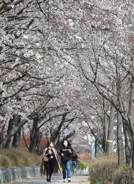 낮기온이 크게 오른 25일 오후 대전 유성구 한국과학기술원(KAIST) 인근 도로변에 벚꽃이 만개해 있다. 2021.3.25 뉴스1